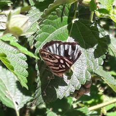 Dynamine postverta postverta