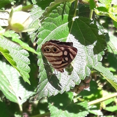 Dynamine postverta postverta