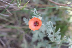 Sphaeralcea australis