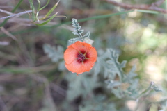 Sphaeralcea australis