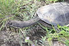 Hydromedusa tectifera