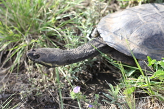 Hydromedusa tectifera