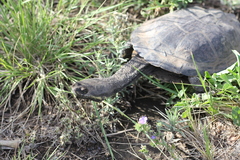 Hydromedusa tectifera