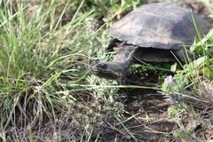 Hydromedusa tectifera