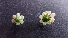 Crassula rupestris marnierana