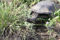 Hydromedusa tectifera