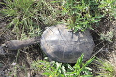 Hydromedusa tectifera