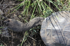 Hydromedusa tectifera