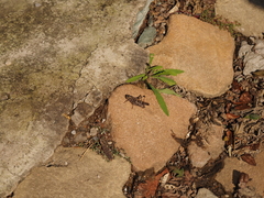 Gastrimargus marmoratus