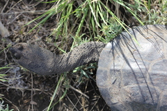 Hydromedusa tectifera