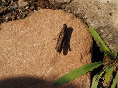 Gastrimargus marmoratus