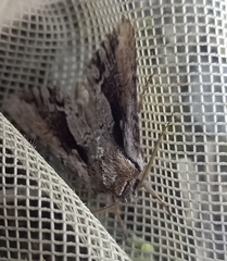 Ichneutica paracausta