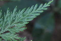 Selaginella delicatula