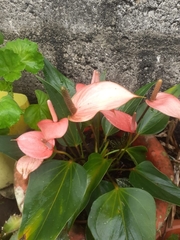 Anthurium