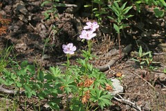 Geranium viscosissimum incisum