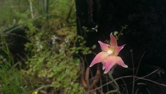 Caladenia × spectabilis