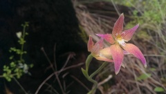 Caladenia × spectabilis