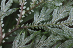 Selaginella delicatula