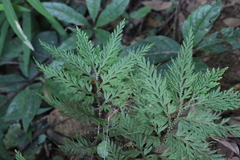 Selaginella delicatula