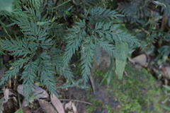 Selaginella delicatula
