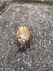 Lepidiota squamulata