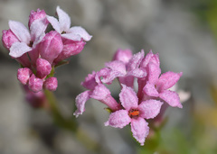 Asperula supina