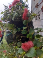 Magnoliopsida
