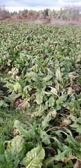 Beta vulgaris vulgaris