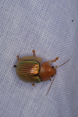 Paropsisterna basalis