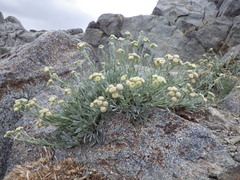 Artemisia albicans