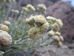 Artemisia albicans