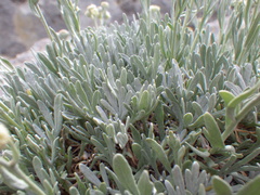 Artemisia albicans