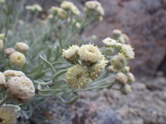 Artemisia albicans