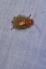 Paropsisterna basalis