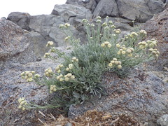 Artemisia albicans