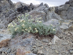Artemisia albicans
