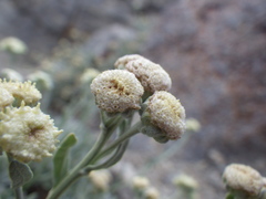 Artemisia albicans