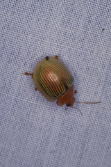 Paropsisterna basalis