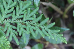 Selaginella delicatula