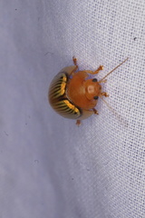 Paropsisterna basalis