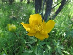 Trollius chinensis
