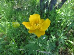 Trollius chinensis