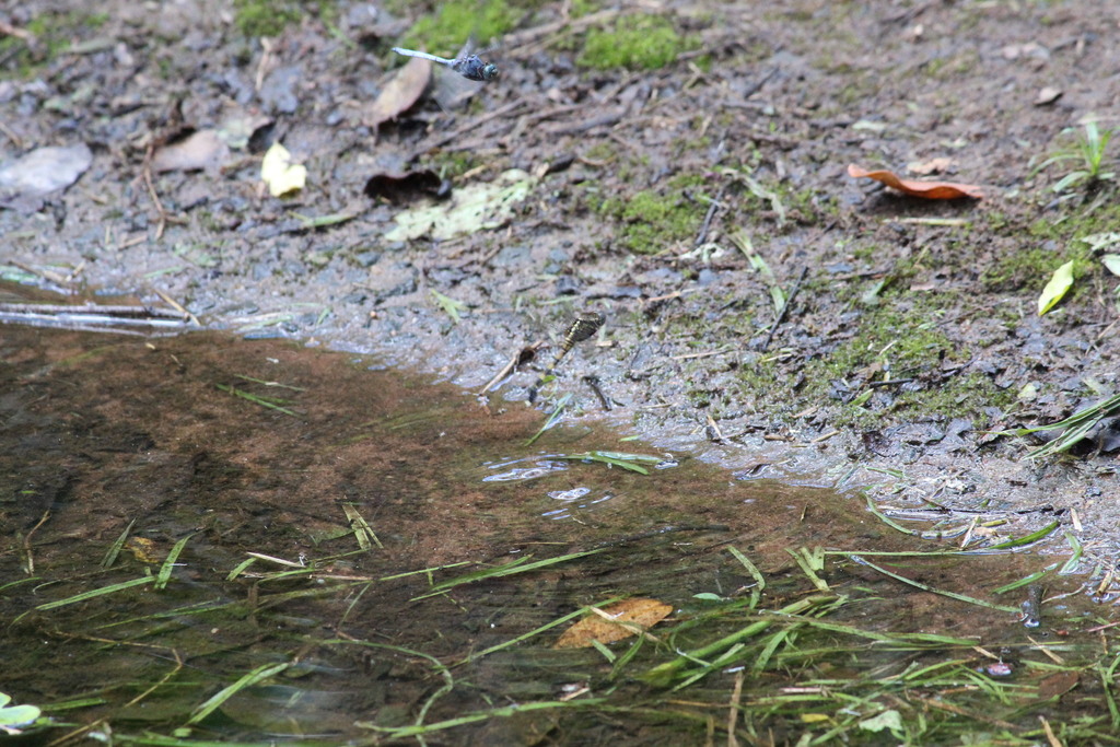 Northern Julia Skimmer from Dawncrest, Westville, 3629, South Africa on