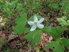 Anemonoides glabrata