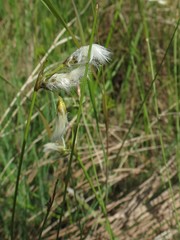 Eriophorum gracile