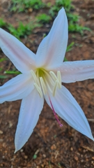 Crinum walteri