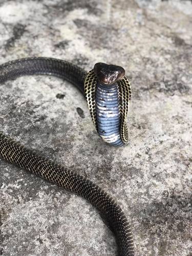 Burmese Spitting Cobra