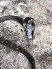 Burmese Spitting Cobra photo 1