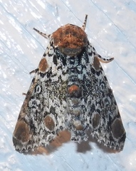 Harrisimemna trisignata