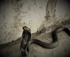 Burmese Spitting Cobra photo 2
